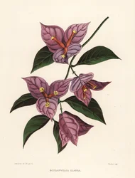 Lesser Bougainvillea or Paperflower, Bougainvillea Glabra